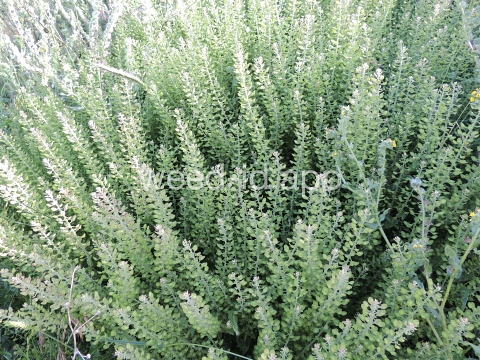 pepperweed, field